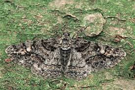 Attēlu rezultāti vaicājumam “Cleora cinctaria”