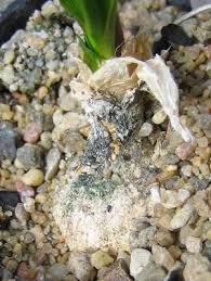 Attēlu rezultāti vaicājumam “Diderma umbilicatum stalked”