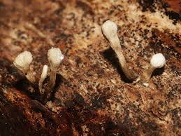 Attēlu rezultāti vaicājumam “Phleogena faginea”