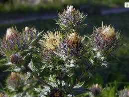 Attēlu rezultāti vaicājumam “Carlina biebersteinii flower”