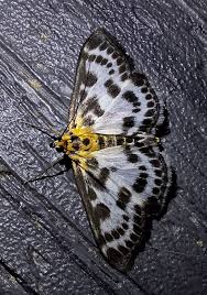 Attēlu rezultāti vaicājumam “Anania hortulata”