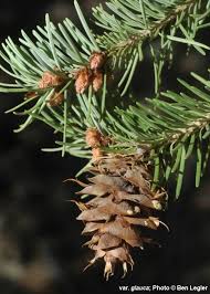 Attēlu rezultāti vaicājumam “Pseudotsuga menziesii fruit”
