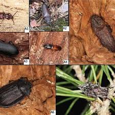Attēlu rezultāti vaicājumam “Glischrochilus quadripunctatus imago”