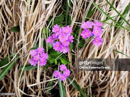 Attēlu rezultāti vaicājumam “Primula farinosa bud”