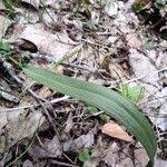 Attēlu rezultāti vaicājumam “Gagea lutea leaf”