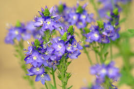 Attēlu rezultāti vaicājumam “Veronica austriaca subsp. teucrium”