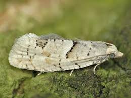 Attēlu rezultāti vaicājumam “Epinotia bilunana”