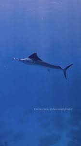 Image result for Istiompax indica