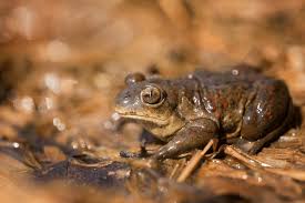 Attēlu rezultāti vaicājumam “Pelobates fuscus”