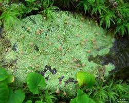 Attēlu rezultāti vaicājumam “Baeomyces rufus”