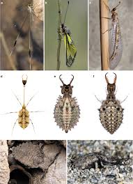 Attēlu rezultāti vaicājumam “Myrmeleontidae larva”