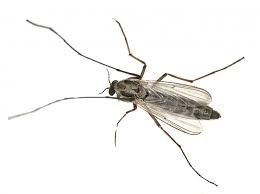 Attēlu rezultāti vaicājumam “Chironomidae”