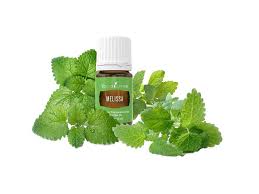 Attēlu rezultāti vaicājumam “Melissa officinalis”