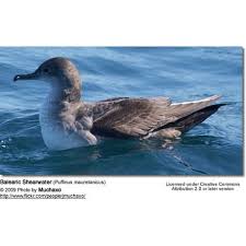 Image result for Puffinus puffinus