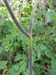 Image result for Chaerophyllum aureum