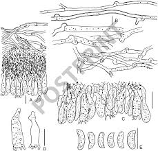Attēlu rezultāti vaicājumam “Asterodon ferruginosus”
