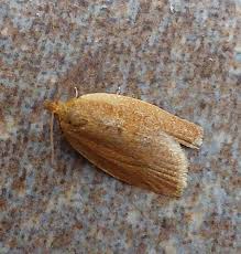 Attēlu rezultāti vaicājumam “Aphelia paleana”