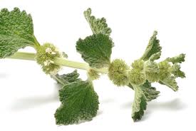 Image result for Marrubium vulgare