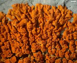 Attēlu rezultāti vaicājumam “Xanthoria fulva”