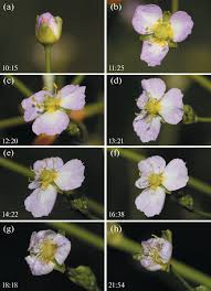 Attēlu rezultāti vaicājumam “Alisma gramineum flower”