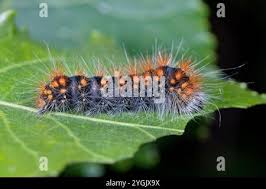 Attēlu rezultāti vaicājumam “Acronicta auricoma larva”