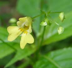 Attēlu rezultāti vaicājumam “Impatiens parviflora flower”