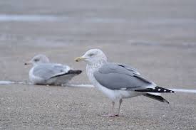 Attēlu rezultāti vaicājumam “Larus marinus adult”