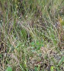 Attēlu rezultāti vaicājumam “Rhynchospora alba”
