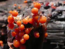 Attēlu rezultāti vaicājumam “Comatricha fragilis stalked”