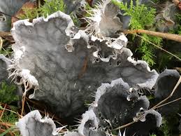 Attēlu rezultāti vaicājumam “Peltigera canina”