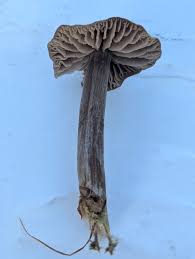 Attēlu rezultāti vaicājumam “Entoloma vernum”