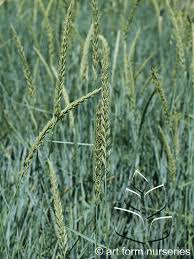 Attēlu rezultāti vaicājumam “Leymus arenarius”