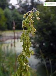 Attēlu rezultāti vaicājumam “Rumex aquaticus”