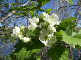 Attēlu rezultāti vaicājumam “Crataegus submollis”