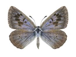 Attēlu rezultāti vaicājumam “Phengaris arion”