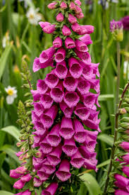 Attēlu rezultāti vaicājumam “Digitalis purpurea fruit”