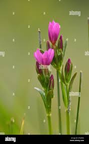 Attēlu rezultāti vaicājumam “Centaurium littorale flower”
