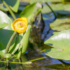 Attēlu rezultāti vaicājumam “Nuphar lutea flower”