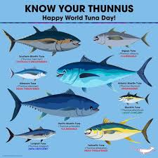 Image result for Thunnus thynnus