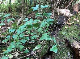 Attēlu rezultāti vaicājumam “Ribes uva-crispa leaf”