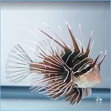 Image result for Pterois radiata