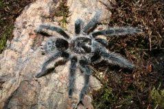 Znalezione obrazy dla zapytania Grammostola grossa