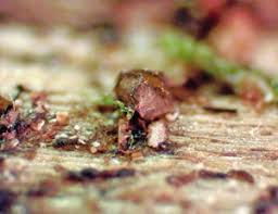 Attēlu rezultāti vaicājumam “Licea chelonoides macro”