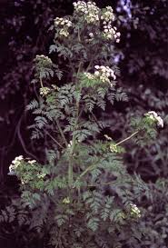 Attēlu rezultāti vaicājumam “Umbelliferae”