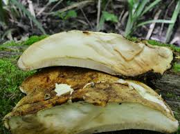 Attēlu rezultāti vaicājumam “Buglossoporus quercinus”