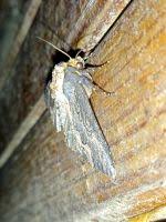 Attēlu rezultāti vaicājumam “Dypterygia scabriuscula”