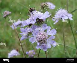Image result for Scabiosa canescens