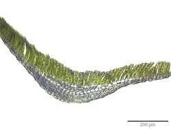 Attēlu rezultāti vaicājumam “Polytrichum commune var. perigoniale”