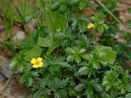 Image result for Potentilla tormentilla