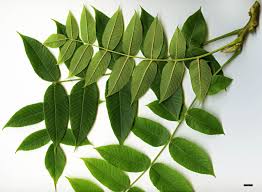 Attēlu rezultāti vaicājumam “Juglans cinerea”